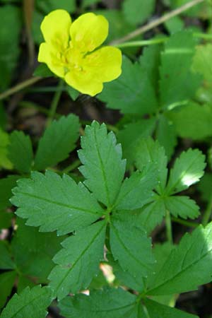 Potentilla reptans \ Kriechendes Fingerkraut, F�nffingerkraut / Creeping Cinquefoil, D Karlsruhe 19.7.2008
