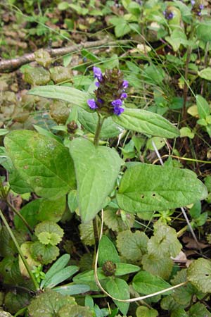 Prunella vulgaris \ Gemeine Braunelle, Kleine Braunelle / Selfheal, D Heppenheim-Kirschhausen 26.6.2015