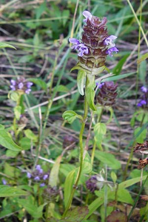 Prunella vulgaris \ Gemeine Braunelle, Kleine Braunelle / Selfheal, D Altlussheim 1.7.2015