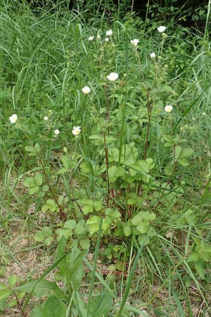 Potentilla rupestris \ Felsen-Fingerkraut / Rock Cinquefoil, D Gochsheim 17.5.2018