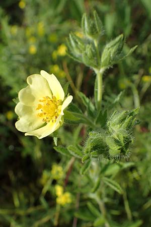 Potentilla recta, Sulphur Cinquefoil