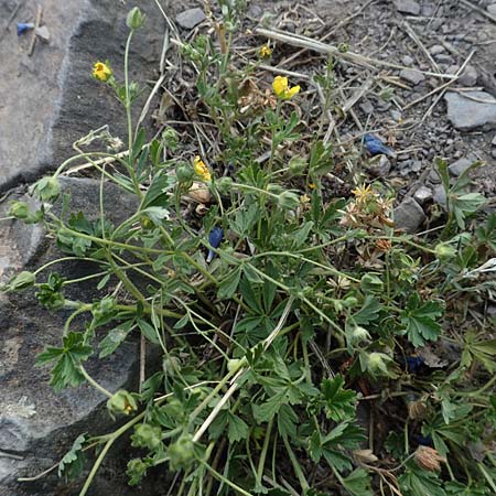 Potentilla rhenana \ Rheinisches H�gel-Fingerkraut / Rhenish Cinquefoil, D Hatzenport 19.6.2022