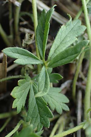 Potentilla rhenana \ Rheinisches H�gel-Fingerkraut / Rhenish Cinquefoil, D Hatzenport 19.6.2022