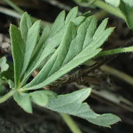 Potentilla rhenana \ Rheinisches H�gel-Fingerkraut / Rhenish Cinquefoil, D Hatzenport 19.6.2022