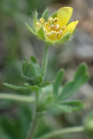 Potentilla rhenana \ Rheinisches H�gel-Fingerkraut / Rhenish Cinquefoil, D Hatzenport 19.6.2022