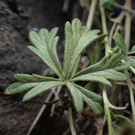 Potentilla rhenana \ Rheinisches H�gel-Fingerkraut / Rhenish Cinquefoil, D Hatzenport 19.6.2022
