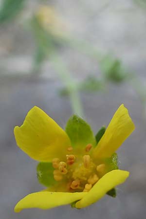 Potentilla rhenana \ Rheinisches H�gel-Fingerkraut / Rhenish Cinquefoil, D Hatzenport 19.6.2022