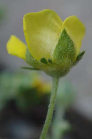 Potentilla rhenana \ Rheinisches H�gel-Fingerkraut / Rhenish Cinquefoil, D Hatzenport 19.6.2022