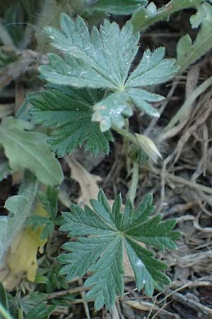 Potentilla rhenana \ Rheinisches H�gel-Fingerkraut / Rhenish Cinquefoil, D Hatzenport 19.6.2022