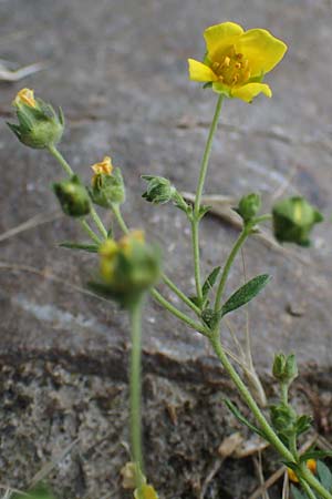 Potentilla rhenana \ Rheinisches H�gel-Fingerkraut / Rhenish Cinquefoil, D Hatzenport 19.6.2022