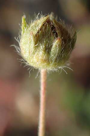 Potentilla rhenana \ Rheinisches H�gel-Fingerkraut / Rhenish Cinquefoil, D Hatzenport 19.6.2022