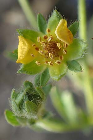 Potentilla rhenana \ Rheinisches H�gel-Fingerkraut / Rhenish Cinquefoil, D Hatzenport 19.6.2022