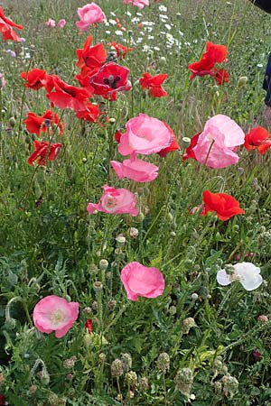 Papaver rhoeas \ Klatsch-Mohn / Common Poppy, D Th&uuml;ringen, Herrnschwende 14.6.2023