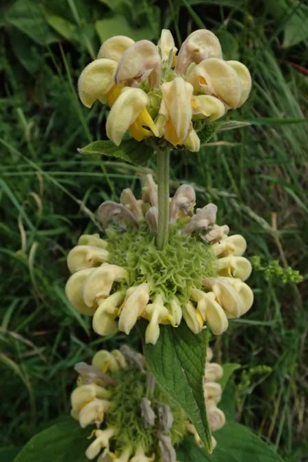 Phlomis russeliana \ Syrisches Brandkraut / Turkish Sage, D Wiesloch 3.6.2025