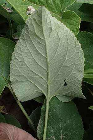 Phlomis russeliana \ Syrisches Brandkraut / Turkish Sage, D Wiesloch 3.6.2025
