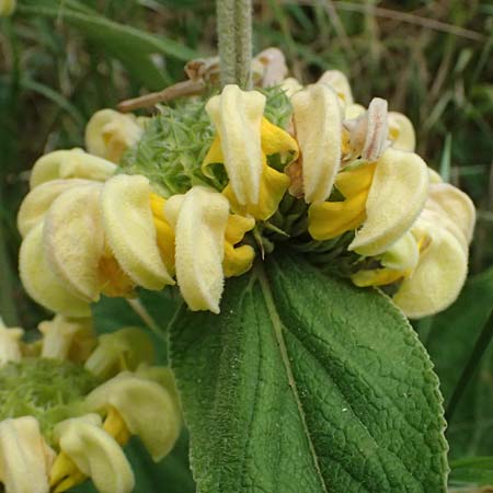 Phlomis russeliana \ Syrisches Brandkraut / Turkish Sage, D Wiesloch 3.6.2025