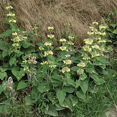 Phlomis russeliana \ Syrisches Brandkraut / Turkish Sage, D Wiesloch 3.6.2025