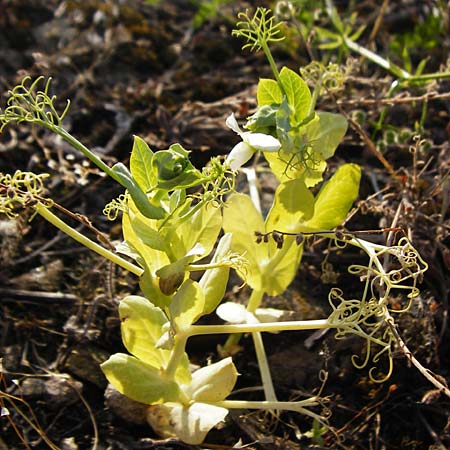 Lathyrus oleraceus var. oleraceus \ Garten-Erbse / Pea, D Mannheim 13.5.2015