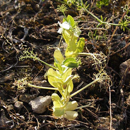 Lathyrus oleraceus var. oleraceus \ Garten-Erbse / Pea, D Mannheim 13.5.2015