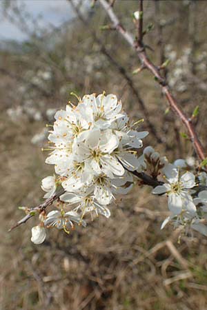 Prunus spinosa, Schlehe, Schwarzdorn