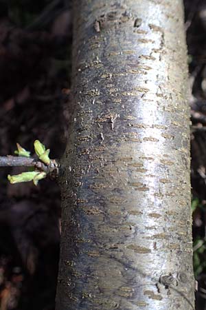 Prunus serotina \ Sp�te Traubenkirsche / Rum Drupes, D Viernheim 11.4.2018
