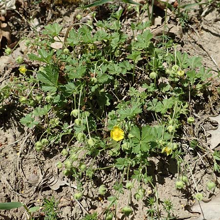 Potentilla x subarenaria \ Falsches Sand-Fingerkraut / Spring Cinquefoil, D Kraichtal-Ober&ouml;wisheim 30.4.2018