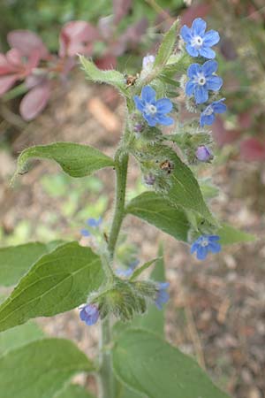 Pentaglottis sempervirens, Ausdauernde Ochsenzunge, Spanische Ochsenzunge