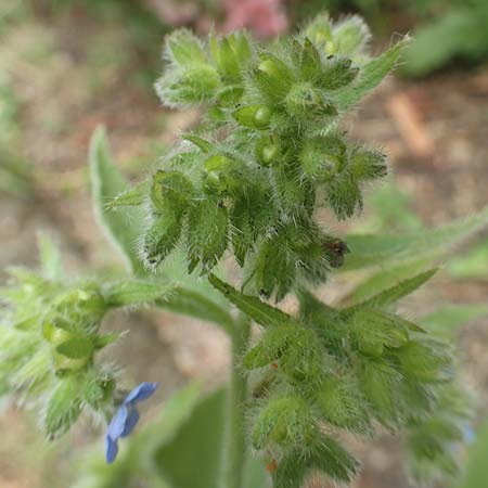 Pentaglottis sempervirens \ Ausdauernde Ochsenzunge, Spanische Ochsenzunge / Green Alkanet, Evergreen Bugloss, D Krefeld-H&uuml;ls 23.5.2018