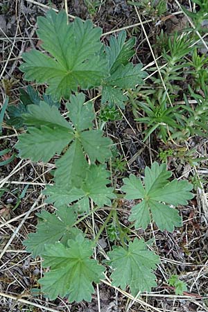 Potentilla schultzii \ Schultz' H�gel-Fingerkraut / Schultz' Cinquefoil, D Theisbergstegen 30.5.2018