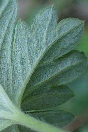Potentilla schultzii \ Schultz' H�gel-Fingerkraut / Schultz' Cinquefoil, D Theisbergstegen 30.5.2018