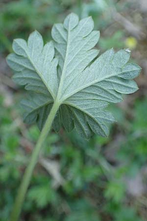 Potentilla schultzii \ Schultz' H�gel-Fingerkraut / Schultz' Cinquefoil, D Theisbergstegen 30.5.2018