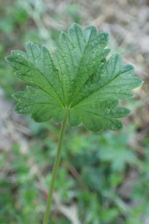 Potentilla schultzii \ Schultz' H�gel-Fingerkraut / Schultz' Cinquefoil, D Theisbergstegen 30.5.2018