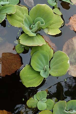 Pistia stratiotes, Wassersalat, Muschelblume