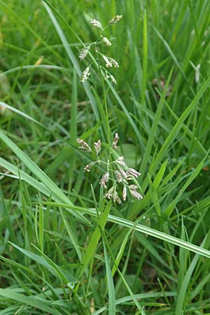 Poa supina \ Niedriges Rispengras, L�ger-Rispengras / Supina Blue Grass, D Aachen 24.4.2019