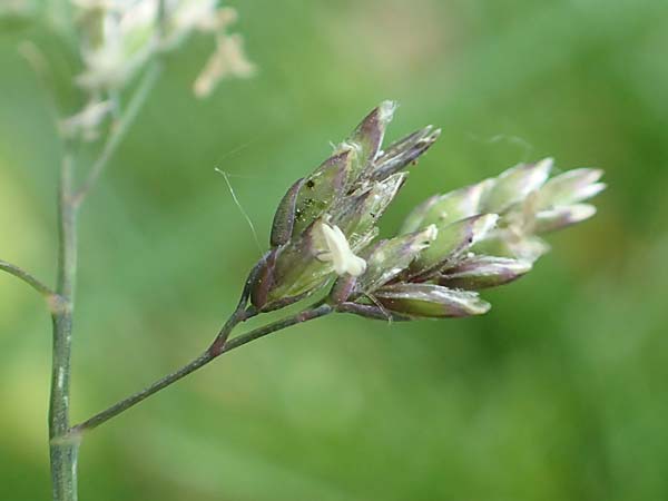 Poa supina \ Niedriges Rispengras, L�ger-Rispengras / Supina Blue Grass, D Aachen 24.4.2019
