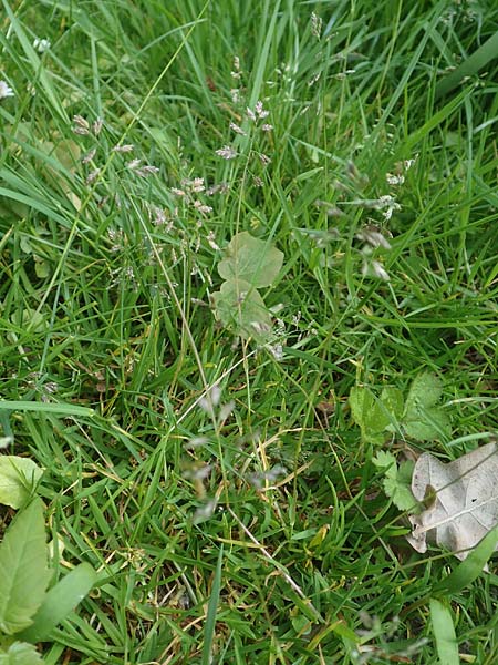 Poa supina \ Niedriges Rispengras, L�ger-Rispengras / Supina Blue Grass, D Aachen 24.4.2019