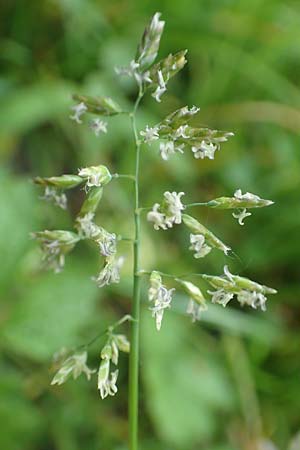 Poa supina \ Niedriges Rispengras, L�ger-Rispengras / Supina Blue Grass, D Aachen 24.4.2019