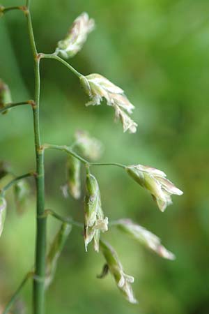 Poa supina \ Niedriges Rispengras, L�ger-Rispengras / Supina Blue Grass, D Aachen 24.4.2019