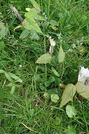 Poa supina \ Niedriges Rispengras, L�ger-Rispengras / Supina Blue Grass, D Aachen 24.4.2019