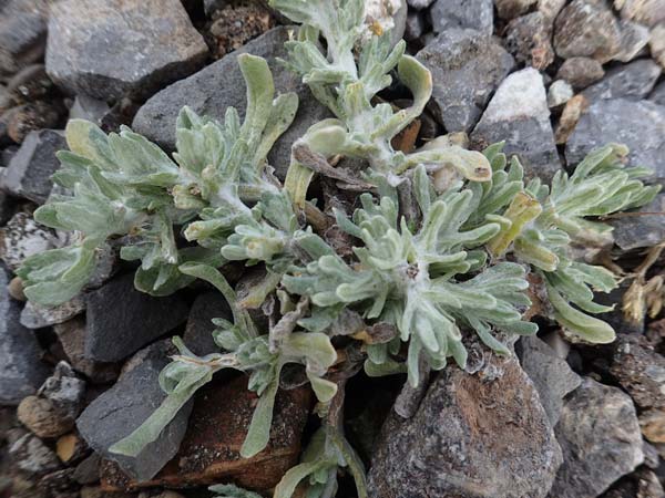 Helichrysum luteoalbum / Jersey Everlasting Daisy, D Dorsten 20.6.2022