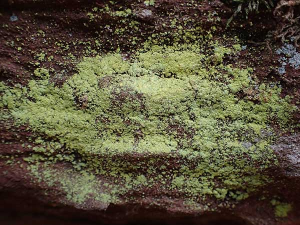 Psilolechia lucida ? \ Gelbfr�chtige Schwefelflechte / Shining Psilolechia, D Eppenbrunn 3.11.2022