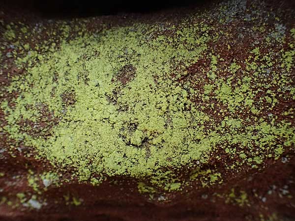 Psilolechia lucida ? \ Gelbfr�chtige Schwefelflechte / Shining Psilolechia, D Eppenbrunn 3.11.2022