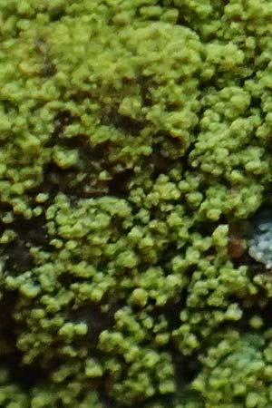 Psilolechia lucida ? \ Gelbfr�chtige Schwefelflechte / Shining Psilolechia, D Eppenbrunn 3.11.2022