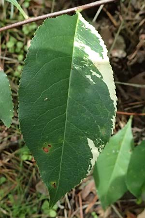 Prunus serotina \ Sp�te Traubenkirsche / Rum Drupes, D Viernheim 13.8.2023