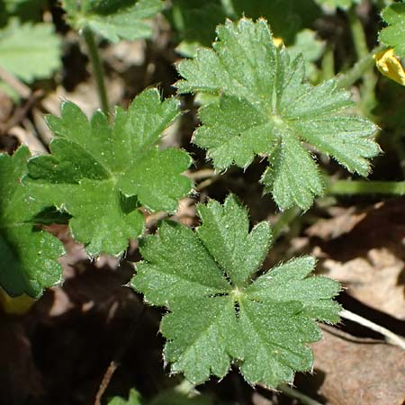 Potentilla x subarenaria \ Falsches Sand-Fingerkraut / Spring Cinquefoil, D Kraichtal-Ober&ouml;wisheim 7.4.2025