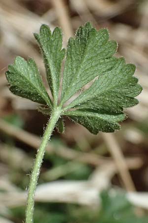 Potentilla x subarenaria \ Falsches Sand-Fingerkraut / Spring Cinquefoil, D Kraichtal-Ober&ouml;wisheim 7.4.2025