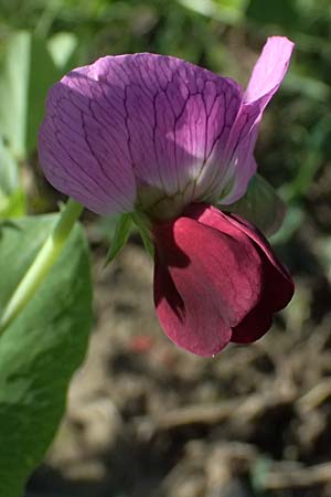 Lathyrus oleraceus var. oleraceus \ Garten-Erbse / Pea, D Weisweil 30.10.2025