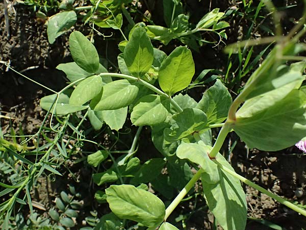 Lathyrus oleraceus var. oleraceus \ Garten-Erbse / Pea, D Weisweil 30.10.2025