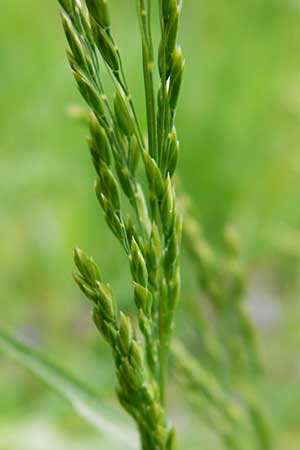 Poa trivialis \ Gew�hnliches Rispengras / Rough Blue Grass, D &Ouml;stringen-Eichelberg 30.4.2015