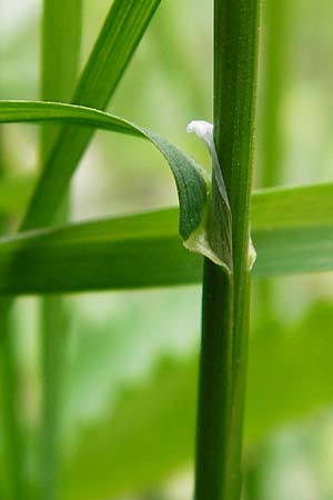 Poa trivialis \ Gew�hnliches Rispengras / Rough Blue Grass, D &Ouml;stringen-Eichelberg 30.4.2015